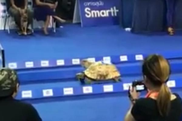 EZOP JE BIO U PRAVU: Kornjača je ipak brža od zeca! (VIDEO)