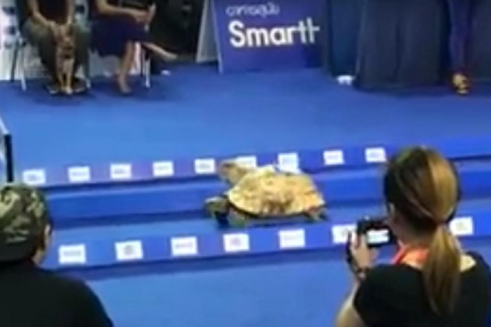 EZOP JE BIO U PRAVU: Kornjača je ipak brža od zeca! (VIDEO)