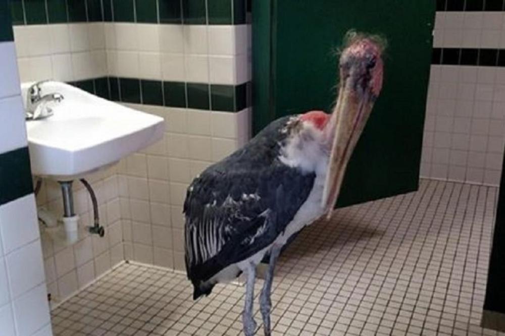 RODA PAMETNICA: Uštekala se od uragana u toaletu ZOO vrta (FOTO)