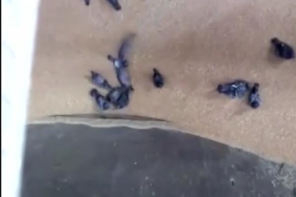 Samo u Rusiji: Zrna žita JEDU GOLUBOVE! (VIDEO)