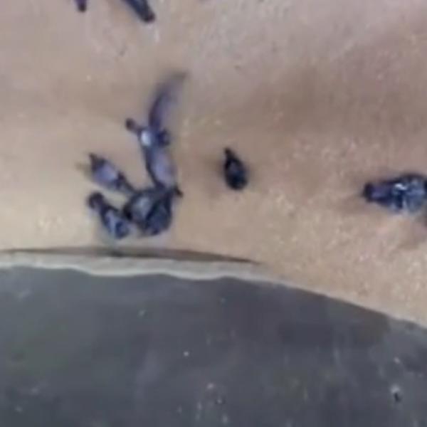 VLADA NAS DRŽI U KARANTINU DA BI MOGLA DA PROMENE BATERIJE U GOLUBOVIMA: Gotovo, ovo je ipak NAJLUĐA TEORIJA ZAVERE