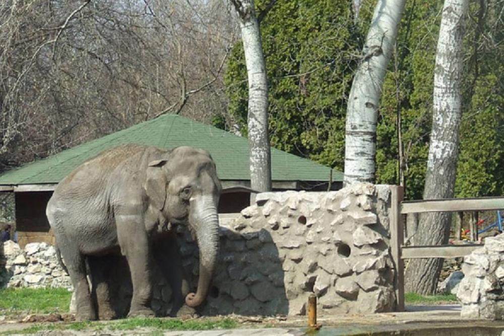 Zbogom lepotice: Uginula slonica Marta - prva dama Zoo vrta na Paliću! (FOTO)
