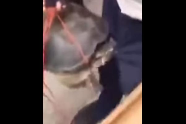 URNEBESNO! Kornjača mu zagrizla penis i nema nameru da pusti! (VIDEO)