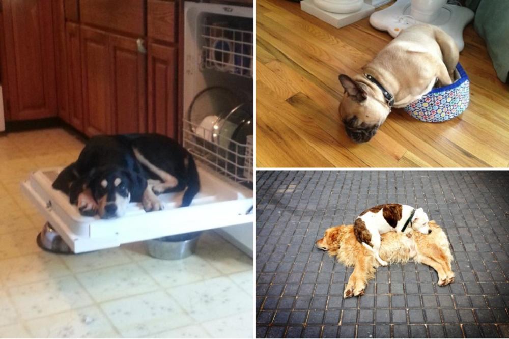 MASAKR: Otrovano 25 pasa širom Mladenovca, ubijeni i vlasnički psi!