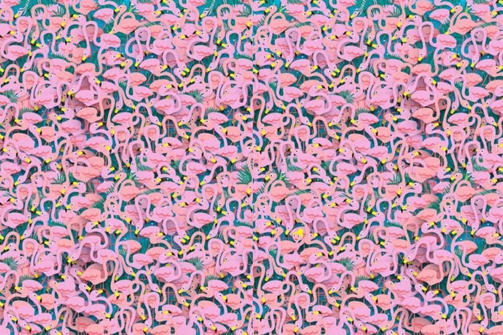 Profesionalci ga reše za 5 sekundi, a koliko vama treba? Pronađi balerinu među flamingosima! (FOTO)