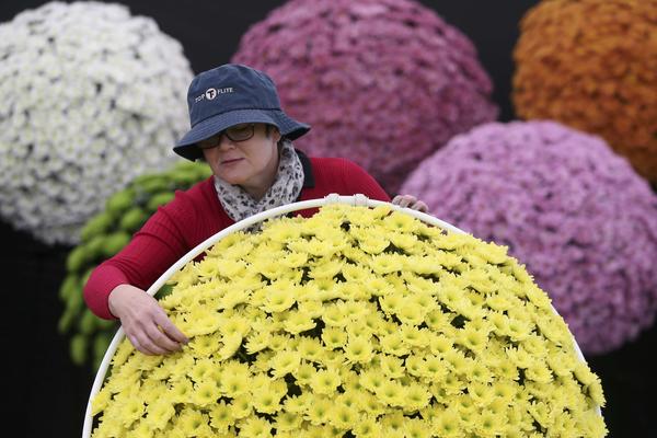 ​Svet je poludeo za hrizantemama: Od Kine do Kijeva festivali cveća obaraju rekorde! (VIDEO)