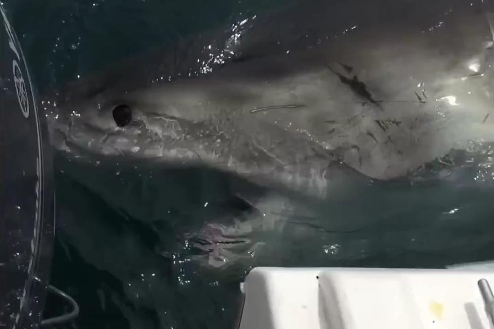 Metlom na morsku neman: Ovo  je ili veoma hrabar ili izuzetno glup potez! (FOTO) (VIDEO)