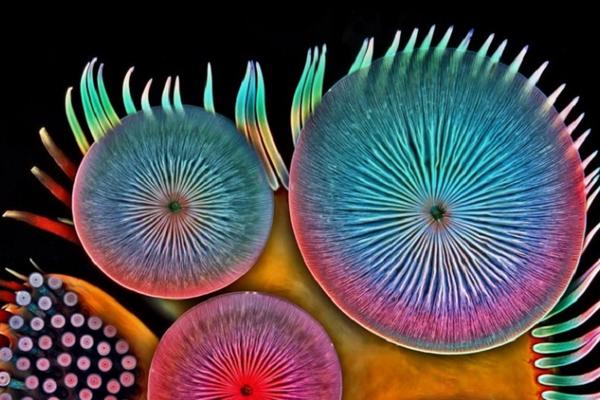 7 najneverovatnijih fotki napravljenih mikroskopom! (FOTO)