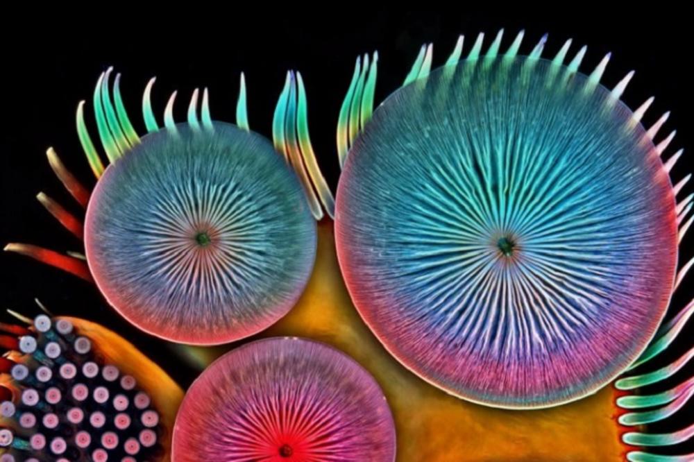 7 najneverovatnijih fotki napravljenih mikroskopom! (FOTO)