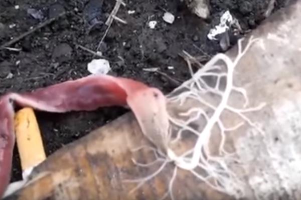 VANZEMALJSKI CRV! Ova životinjica ima spektakularan način hvatanja plena! (VIDEO)