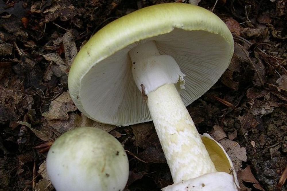 NEISKORIŠĆENI POTENCIJAL: Srbi zbog straha izbegavaju upotrebu GLJIVA, a nisu svesni njihovog OGROMNOG ZNAČAJA