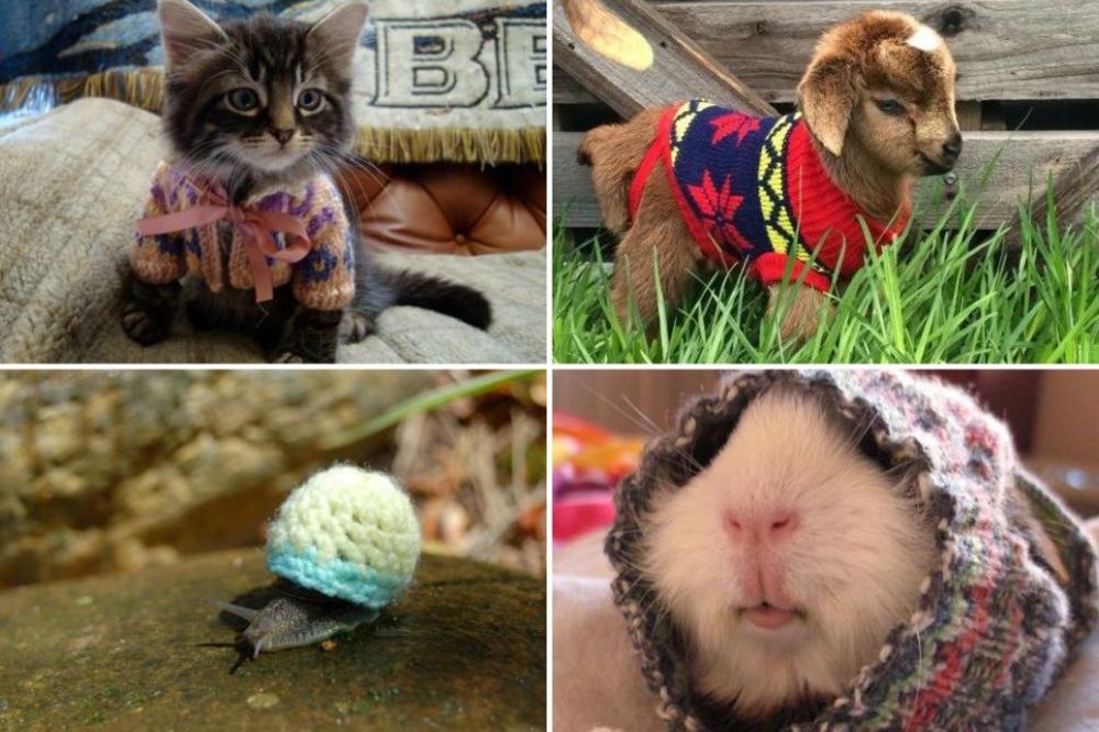 Ide zima, a ovih 20 životinjica se već ušuškalo u džempere! Rastopićete se kad vidite kako im čuče! (FOTO) (VIDEO)
