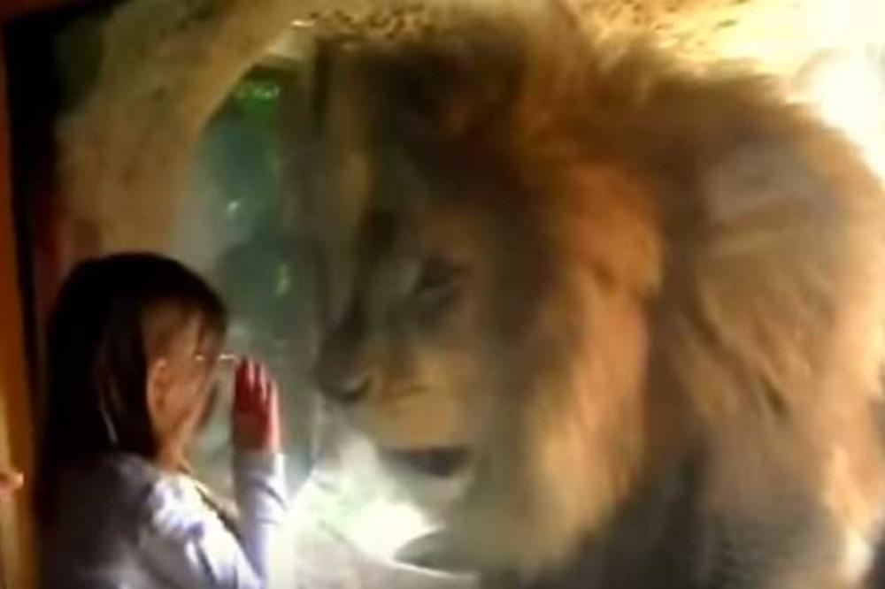 GROOAR! Klinka je poslala poljubac LAVU, a onda se on RAZGOROPADIO! (VIDEO)