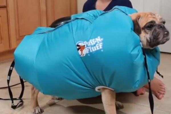 SIMPATIČNO I PRAKTIČNO: Pronašli smo najslađi način za kupanje i sušenje kuca! (VIDEO)