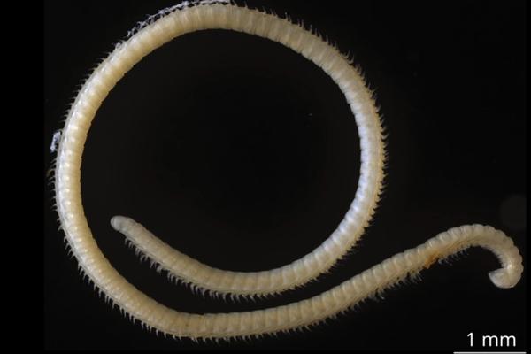 Ima 414 nogu i ČETIRI PENISA! Ovo čudo postoji i možda vam je baš ispod kreveta! (VIDEO)