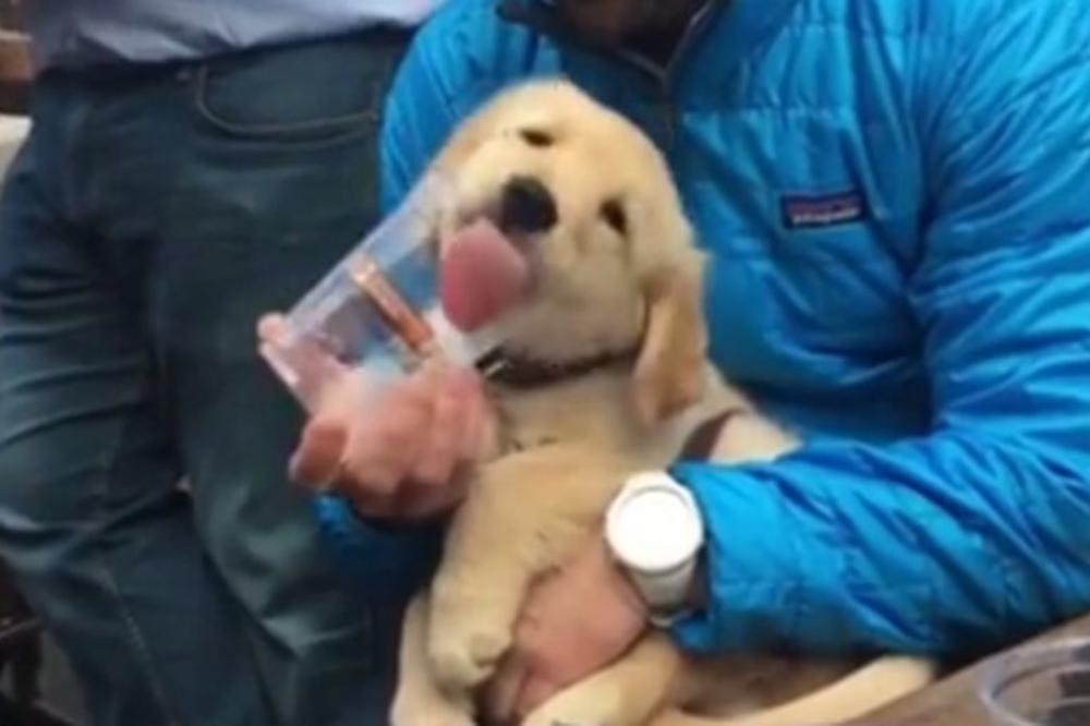 Kuca i pivo, najbolji drugari: Olizala čašu i traži još! Otopićete se! (VIDEO)