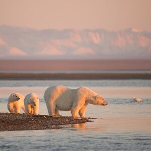 Težak život mladunaca na Arktiku: Polarna medvedica šokirala naučnike, videla ga je na obali samog kako plače...
