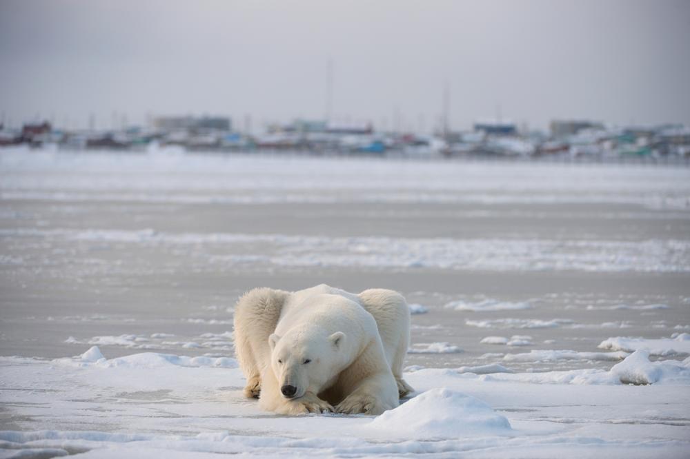 HOROR NA ZAPADU ALJASKE: Polarni medved upao u selo i UBIO ŽENU I DETE!