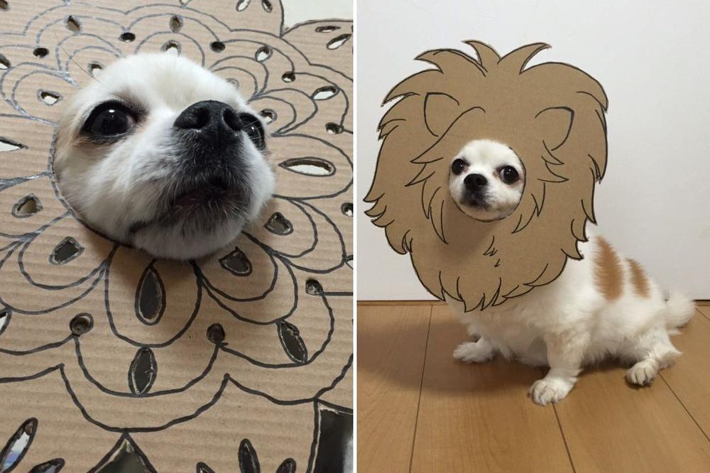 Ona je cvetić, lav, plavušica... 7 LUDIH kreacija zbog kojih je ova čivava postala svetski hit! (FOTO)