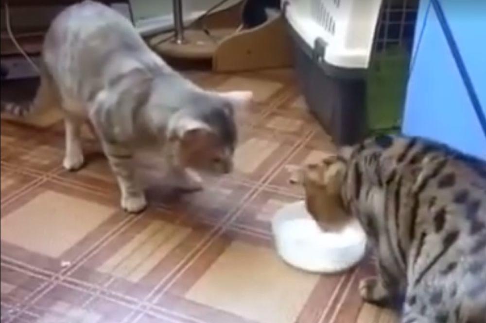 6 MILIONA ljudi je POGLEDALO kako ove mace piju mleko! Kad ga vidite sve će vam postati JASNO! (VIDEO)