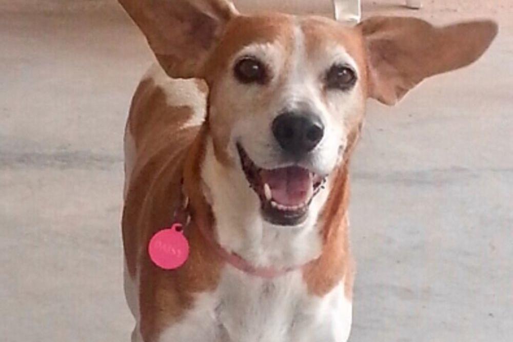 Kuci se približio SUDNJI ČAS, a vlasnici su rešili da joj spreme NAJLEPŠI ispraćaj! (FOTO)