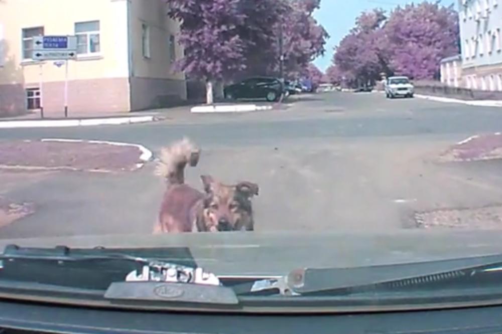 DA LI PSI IMAJU DODATNA ČULA?! Pogledajte kako je kucov upozorio vozača na KATASTROFU! (VIDEO)