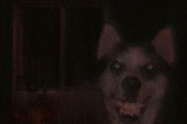 PROKLETSTVO NASMEJANOG PSA: Svi koji vide ovu sliku postaju žrtve velikog užasa! (FOTO)