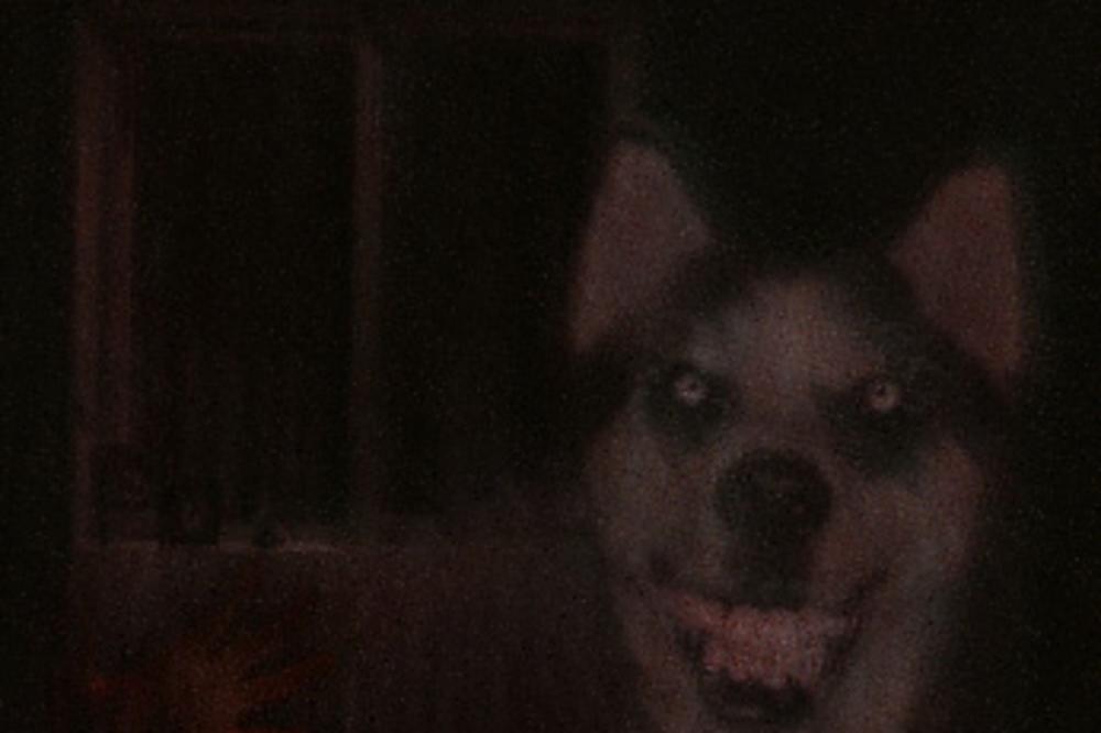 PROKLETSTVO NASMEJANOG PSA: Svi koji vide ovu sliku postaju žrtve velikog užasa! (FOTO)