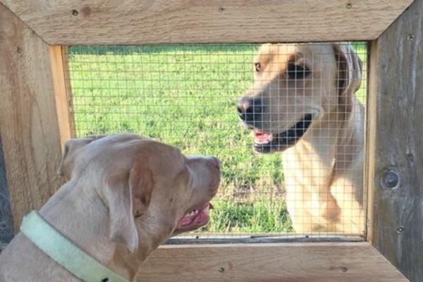 ŠME-KER: Gazda mu je napravio prozorče, kako bi mogao da šarmira komšinice (FOTO)