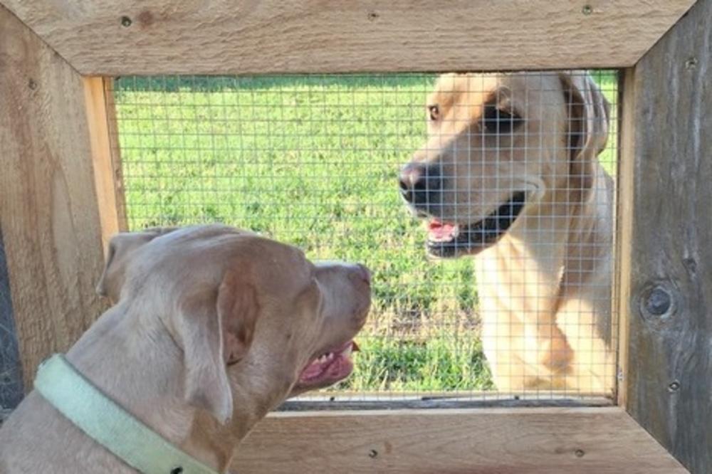 ŠME-KER: Gazda mu je napravio prozorče, kako bi mogao da šarmira komšinice (FOTO)