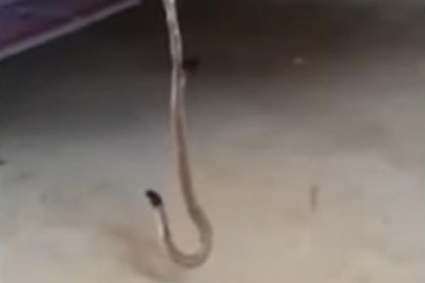 Ogroman PAUK ZAROBIO ZMIJU u svojoj mreži! Znate li KO JE POBEDIO? (VIDEO)