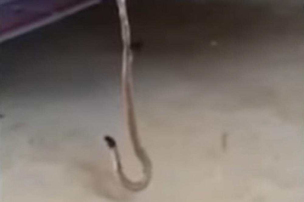 Ogroman PAUK ZAROBIO ZMIJU u svojoj mreži! Znate li KO JE POBEDIO? (VIDEO)