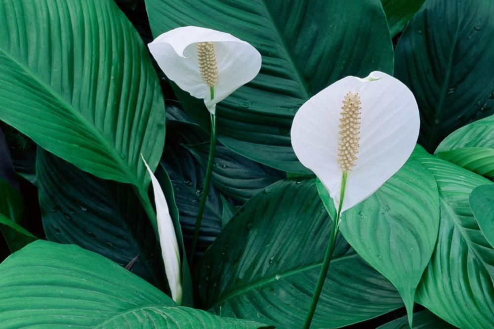 Zovu je ženska sreća! Ova biljka  ima čarobna dejstva (FOTO)