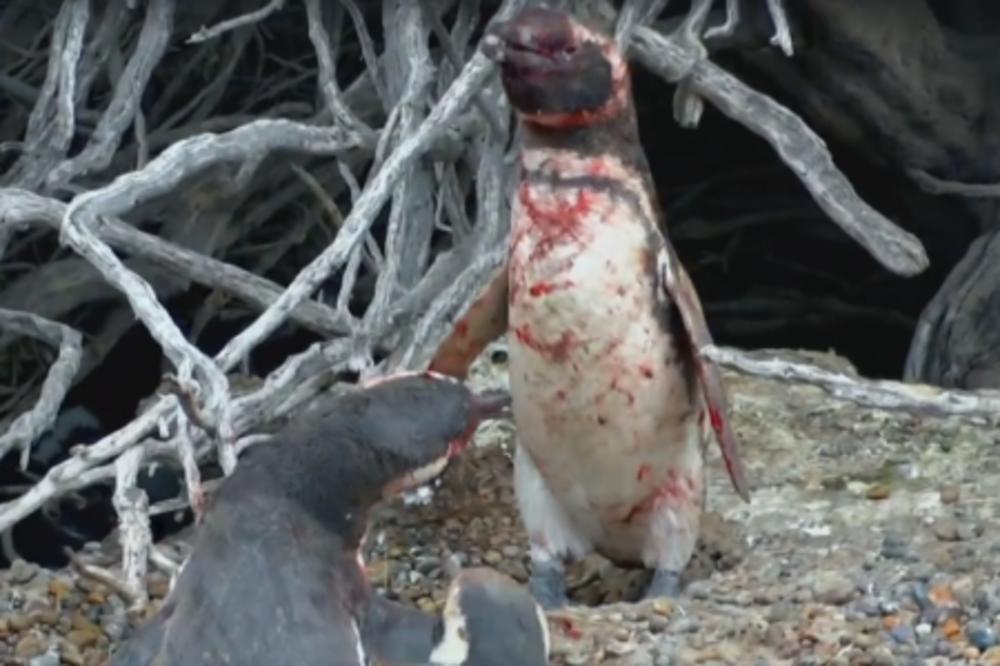 KO JE VEĆI ALFA? Pingvini se zakrvili zbog ženke! (VIDEO)