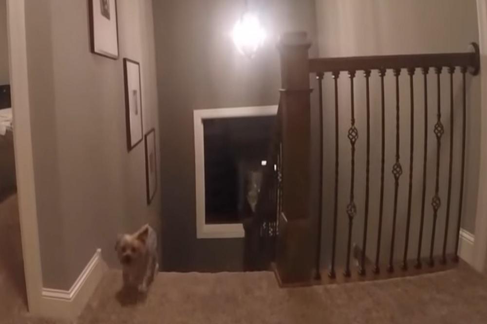 Ujaaaa...mama, tata... gde ste? Ovako izgledaju ŽMURKE IZ UGLA DVOGODIŠNJAKA! (VIDEO)