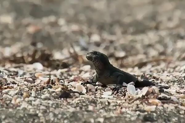 BORBA ZA ŽIVOT: Jurnjava iguana i zmija napetija od trilera i horora zajedno!