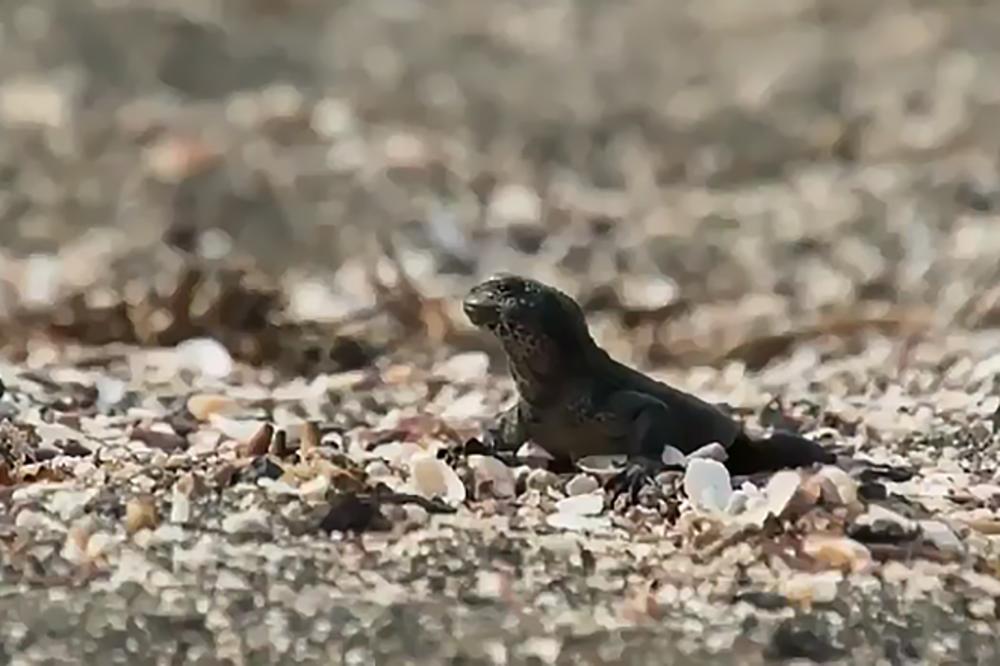 BORBA ZA ŽIVOT: Jurnjava iguana i zmija napetija od trilera i horora zajedno!