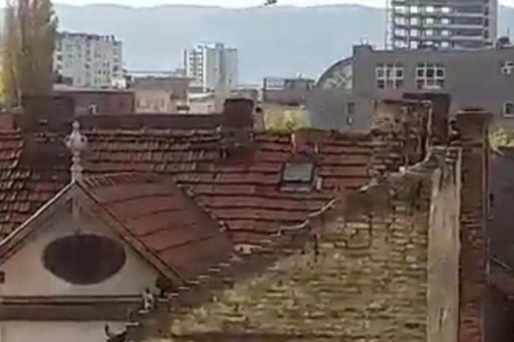 Snimak digao Novosađane na noge: Pas šeta po krovu, snimaju ga, a niko mu ne pomaže da siđe!
