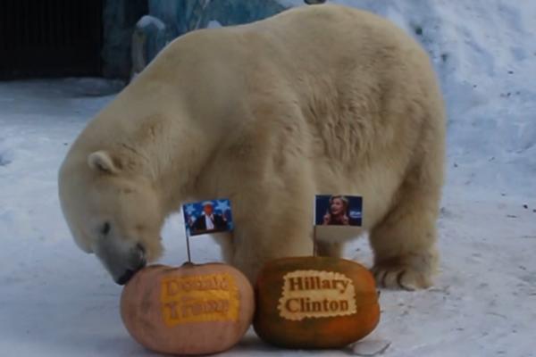Proroci sa Sibira: Medved i tigrica izabrali predsednika Amerike! (VIDEO)