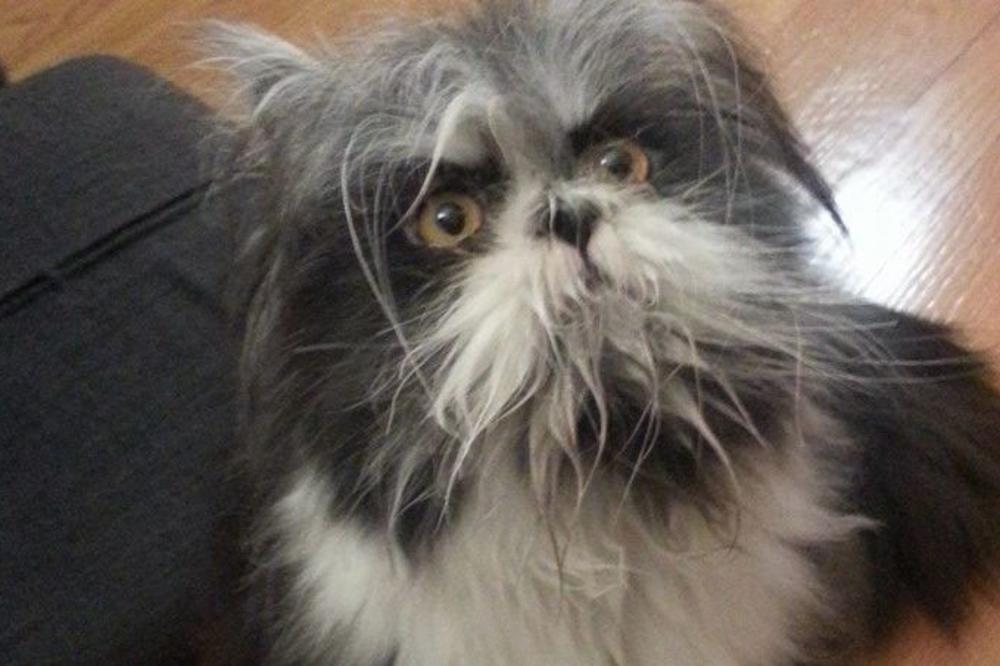 Koliko ste inteligentni? Da li je ovo pas, mačka ili nešto treće? (FOTO)