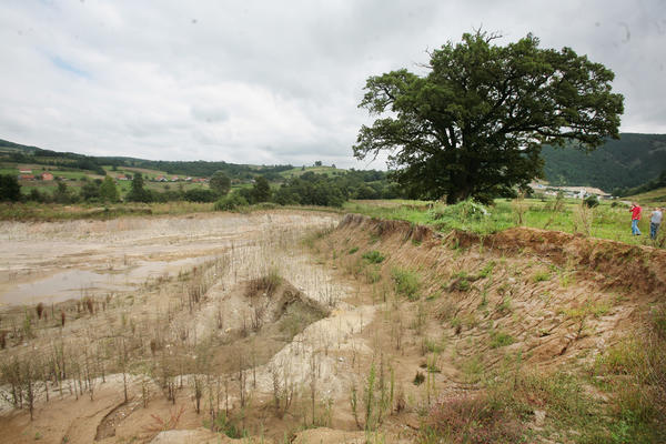 Sećate se hrasta starog 6 vekova koji je stradao zbog Koridora 11? Posečen je, a onda je usledila JOŠ JEDNA SRAMOTA