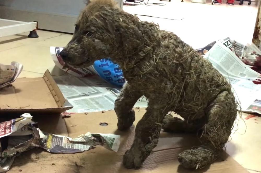 Namazali su ga lepkom, uvaljali u blato i ostavili da ugine! I to sve iz zabave! (VIDEO)