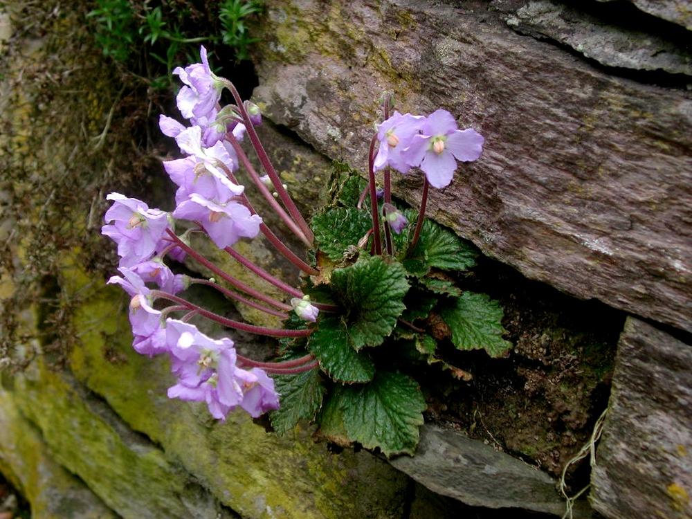 Ovako zaista izgleda cvet Natalijine ramonde  
