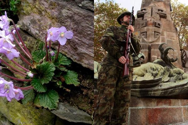 DAN PRIMIRJA U PRVOM SVETSKOM RATU: Ovaj cvet je SIMBOL POBEDE, evo po kome je dobio NAZIV!