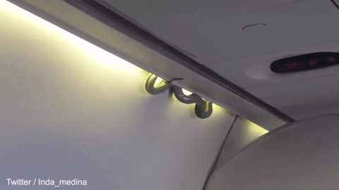 Leti, leti, leti...ZMIJUGA: Sedeli su mirno u avionu, a onda se izmigoljila iznad njihovih glava! (VIDEO)
