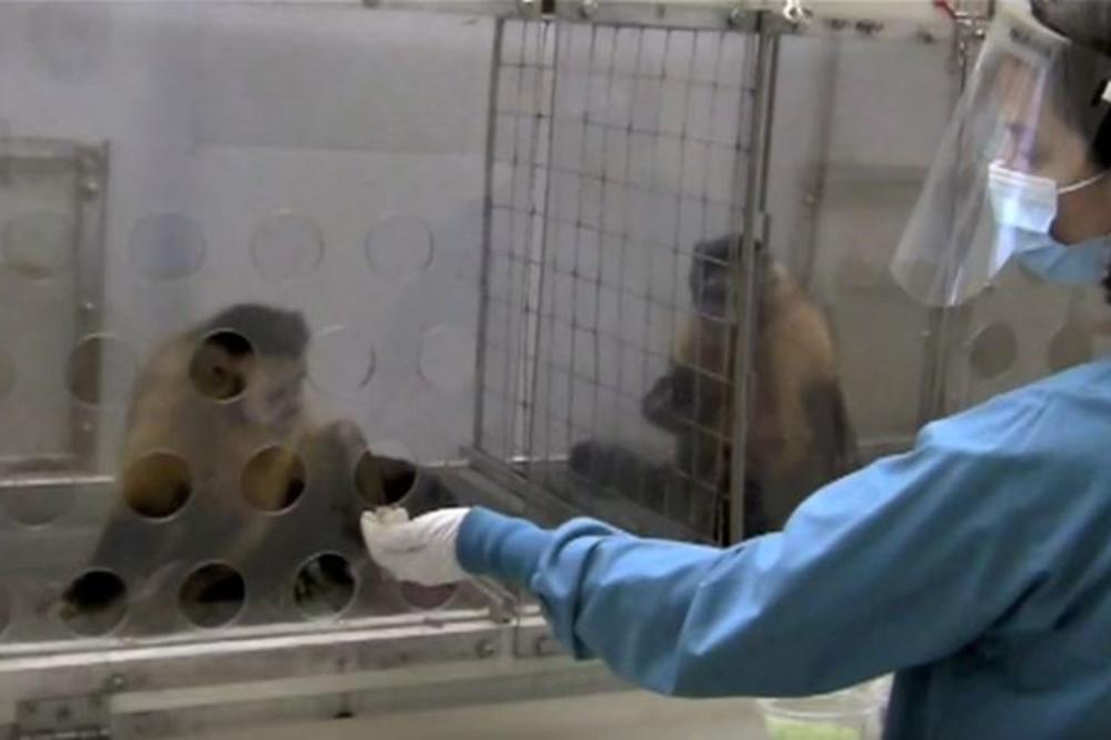 MAJMUNI NISU DOBILI ISTU NAGRADU ZA OBAVLJENI ZADATAK: Reakcija oštećenog će vas nasmejati do suza (VIDEO)