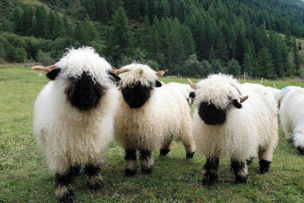 Oko ovih ovčica svet se podelio! Šta vi kažete - jesu li strašne ili smešne? (FOTO) (VIDEO)