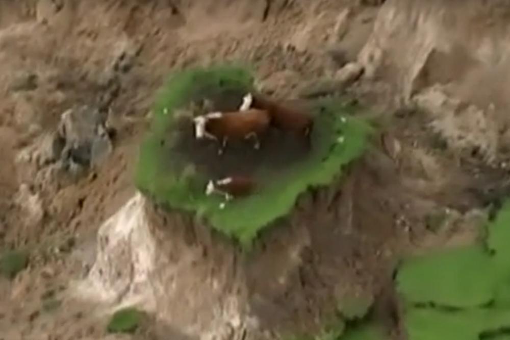 CEO SVET IM SE RASPAO: Fotografija ove tri krave posle zemljotresa na Novom Zelandu obišla je svet! (VIDEO)