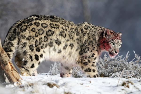 NEVEROVATNA ŽRTVA! Dala im je da je siluju da bi zaštitila svoje mladunče! (VIDEO)