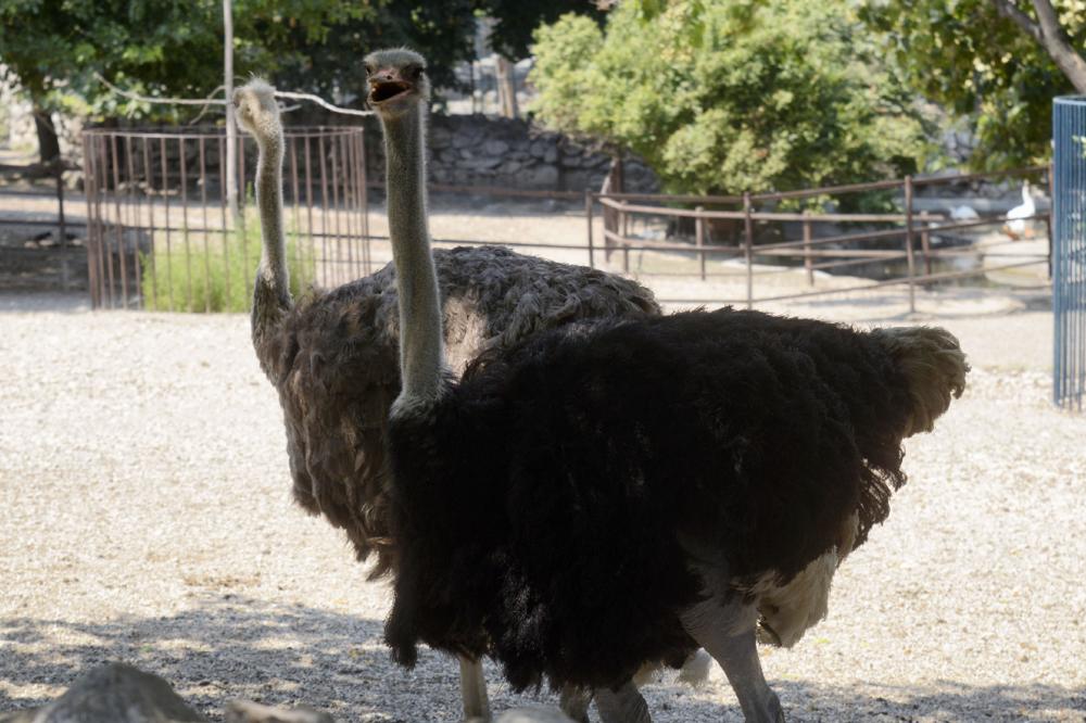 Noj se trkao sa kolima po auto putu, vozači u neverici! Šta mislite, ko je pobedio? (FOTO)